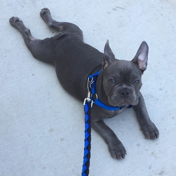 NOT FOR SALE and PET FREE HOME!!! ๐๐ค๐ - Picture 4 of 8